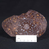 PALAEOSMUNDA williamsii PETRIFIED FERN, Late Permian, Australia YPW004