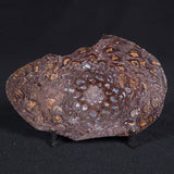 PALAEOSMUNDA williamsii PETRIFIED FERN, Late Permian, Australia YPW004