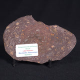 PALAEOSMUNDA williamsii PETRIFIED FERN, Late Permian, Australia YPW004