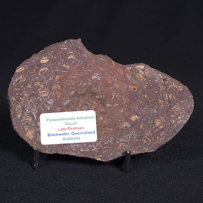PALAEOSMUNDA williamsii GOULD, Late Permian, Australia YPW004