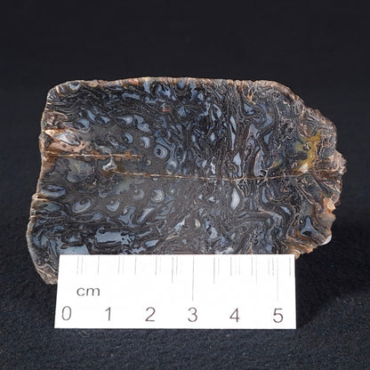 PALAEOSMUNDA williamsii GOULD, Late Permian, Australia YPW006