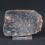 PALAEOSMUNDA williamsii PETRIFIED FERN, Late Permian, Australia YPW006