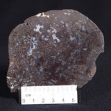 PALAEOSMUNDA williamsii PETRIFIED FERN, Late Permian, Australia YPW007