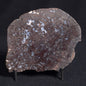 PALAEOSMUNDA williamsii PETRIFIED FERN, Late Permian, Australia YPW007