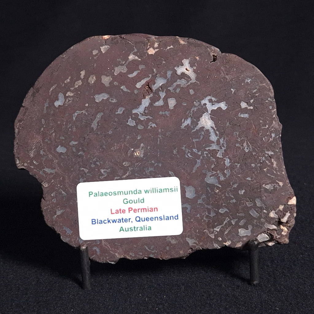 PALAEOSMUNDA williamsii PETRIFIED FERN, Late Permian, Australia YPW007