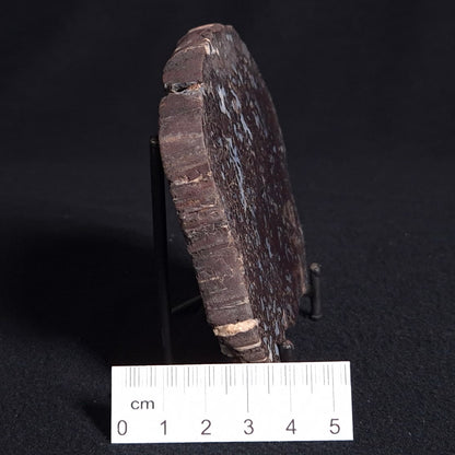 PALAEOSMUNDA williamsii PETRIFIED FERN, Late Permian, Australia YPW007