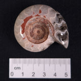 FLUORESCENT AMMONITE, East Timor XAT008