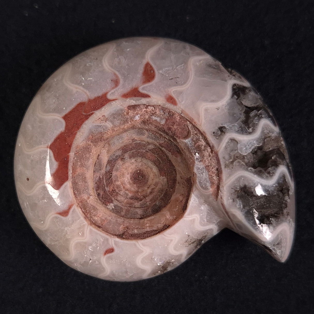 FLUORESCENT AMMONITE, East Timor XAT008