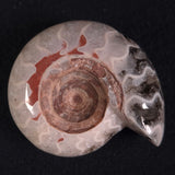 FLUORESCENT AMMONITE, East Timor XAT008