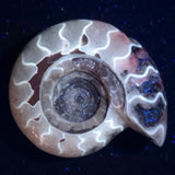 FLUORESCENT AMMONITE, East Timor XAT008
