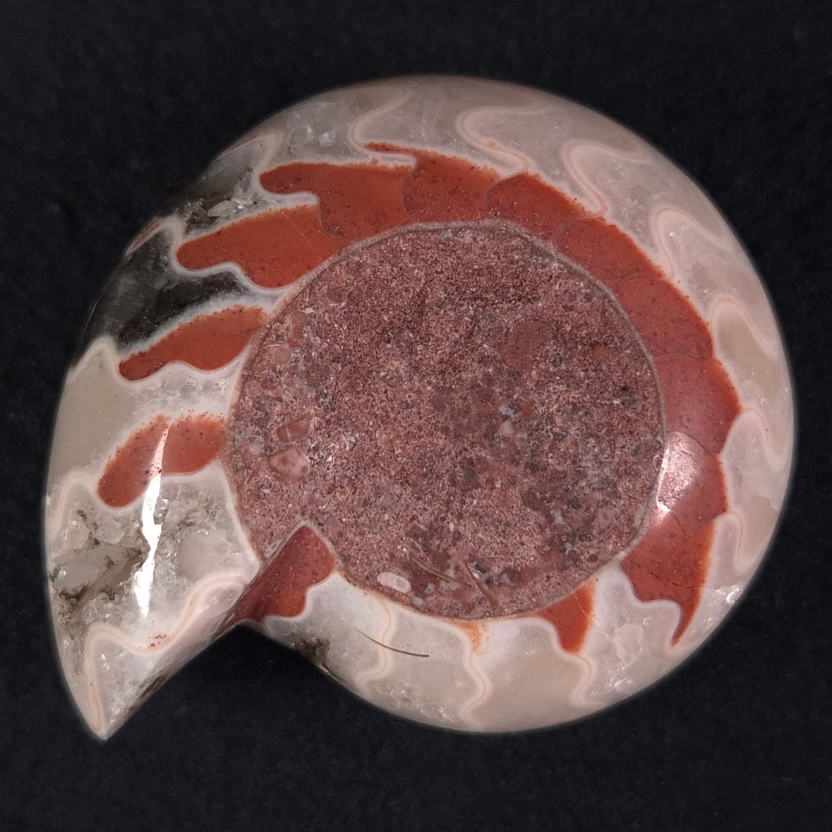 FLUORESCENT AMMONITE, East Timor XAT008