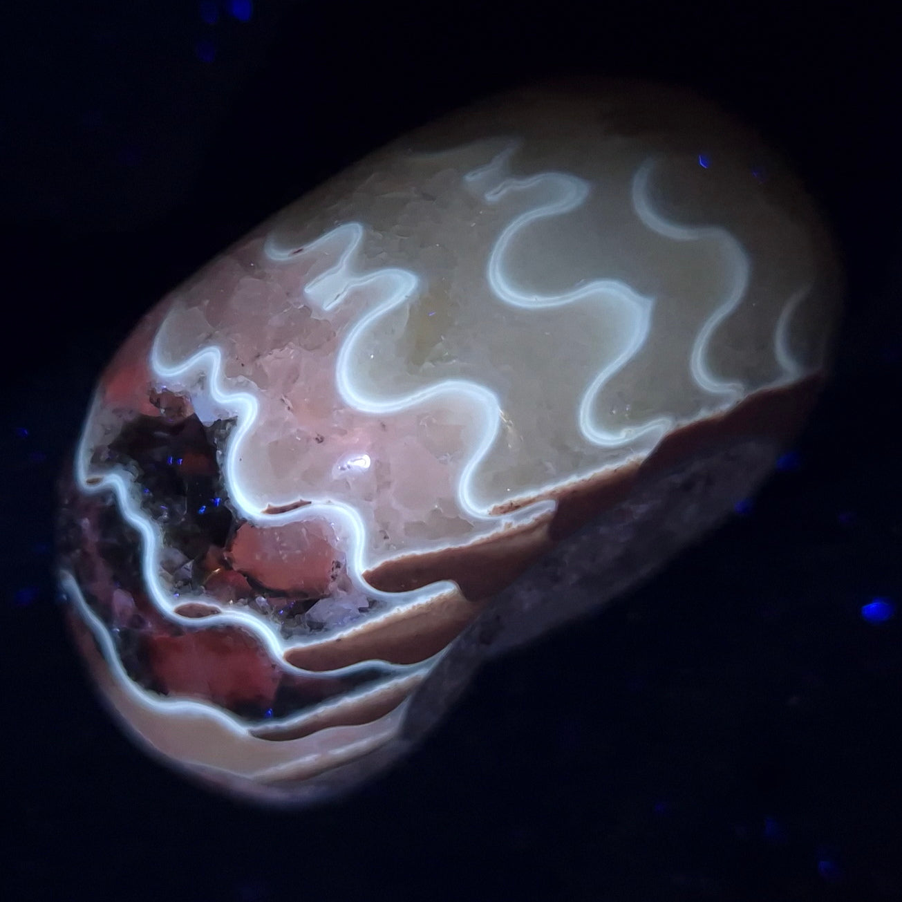 FLUORESCENT AMMONITE, East Timor XAT008
