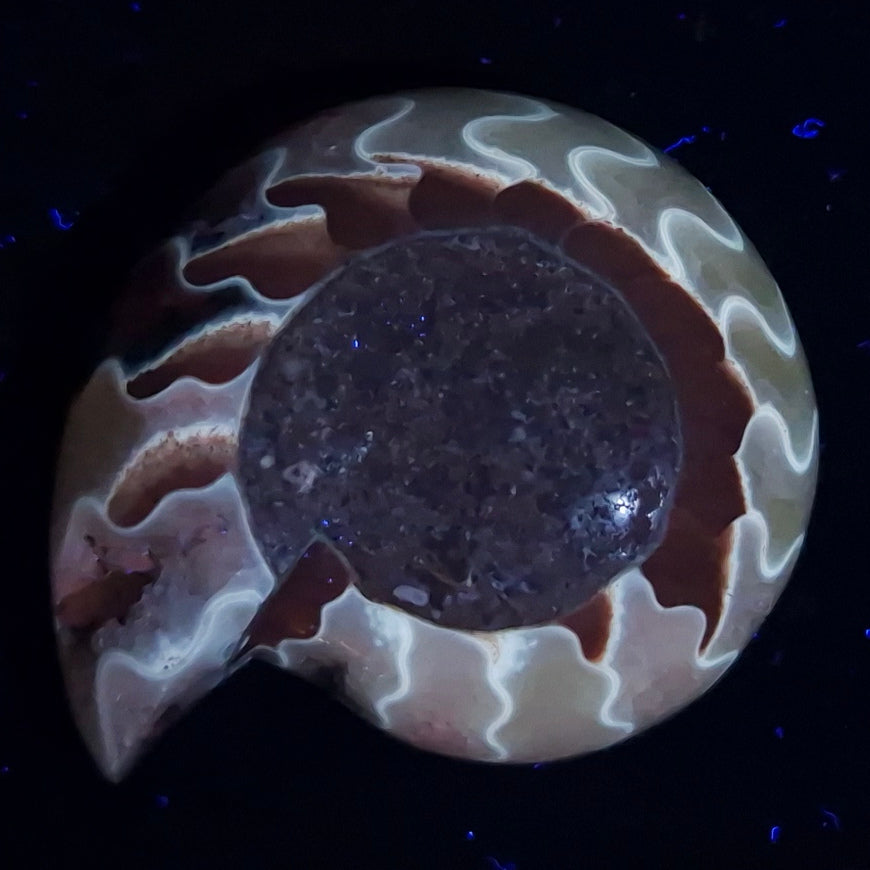 FLUORESCENT AMMONITE, East Timor XAT008