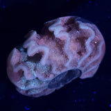 FLUORESCENT AMMONITE, East Timor XAT009