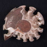 FLUORESCENT AMMONITE, East Timor XAT009