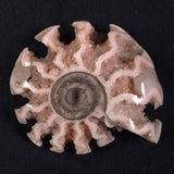 FLUORESCENT AMMONITE, East Timor XAT009