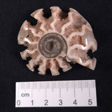 FLUORESCENT AMMONITE, East Timor XAT009