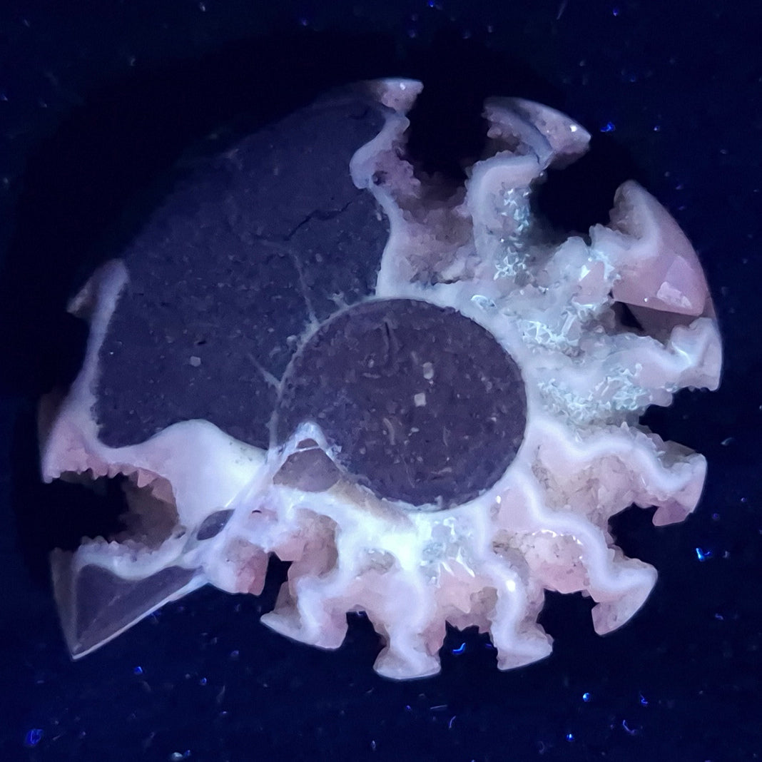 FLUORESCENT AMMONITE, East Timor XAT009