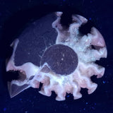 FLUORESCENT AMMONITE, East Timor XAT009