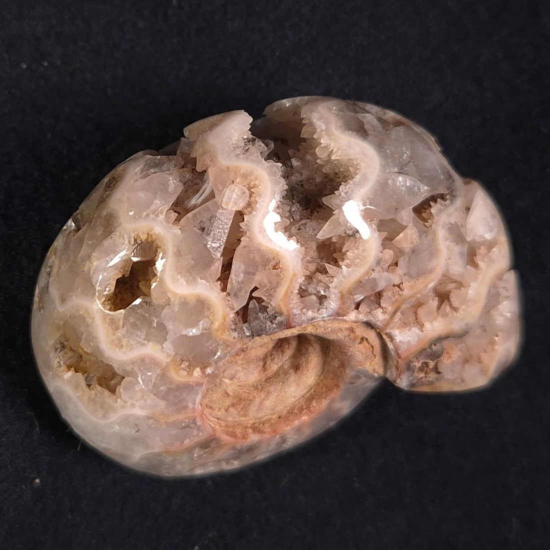 FLUORESCENT AMMONITE, East Timor XAT010