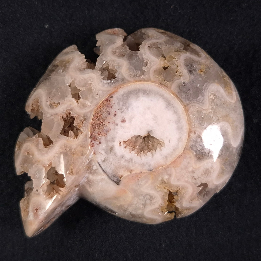 FLUORESCENT AMMONITE, East Timor XAT010