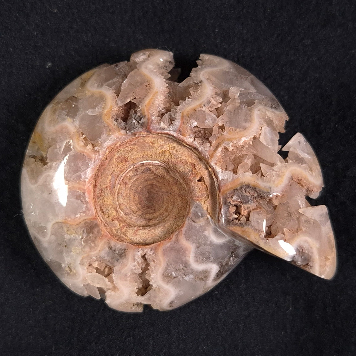FLUORESCENT AMMONITE, East Timor XAT010