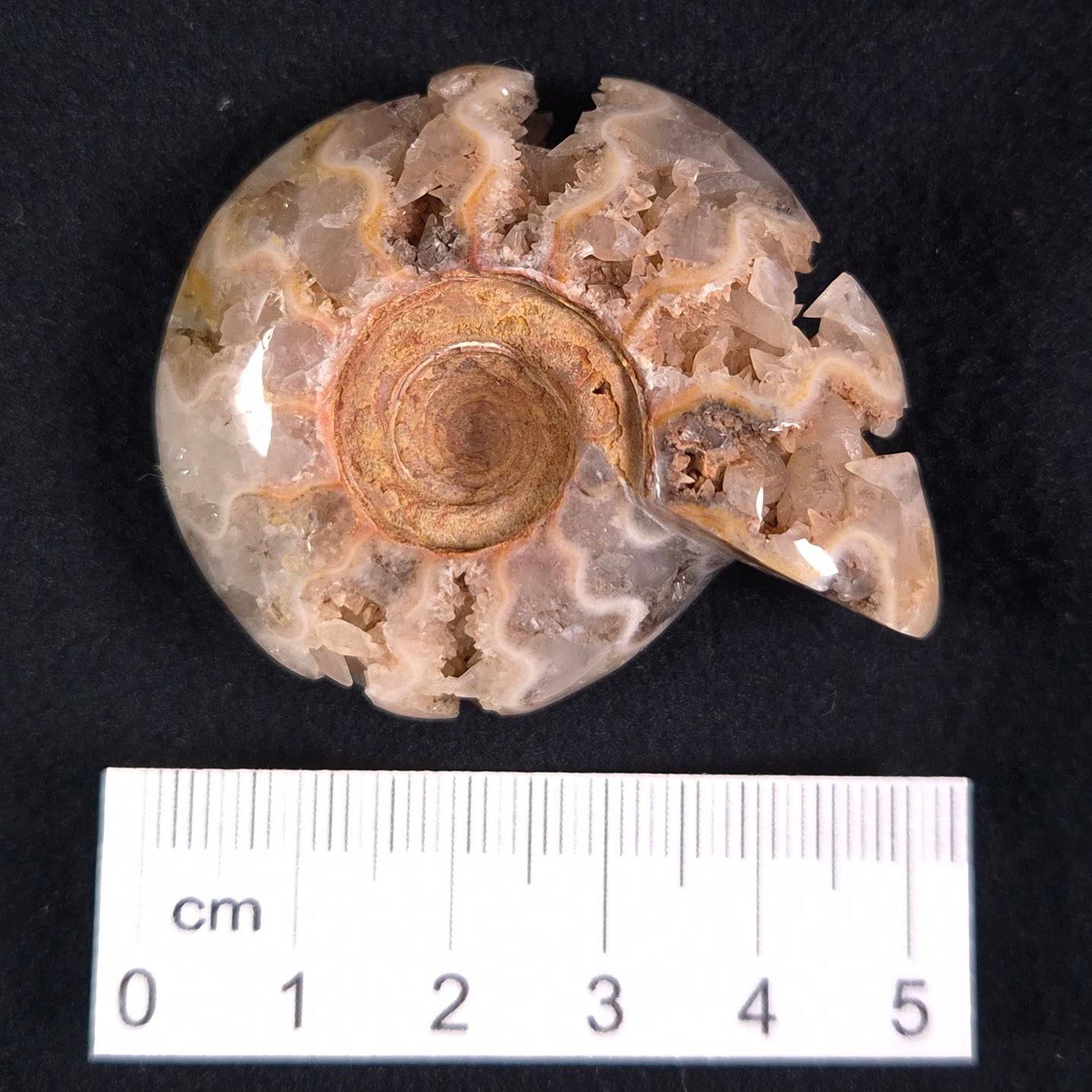FLUORESCENT AMMONITE, East Timor XAT010