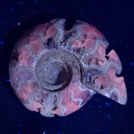 FLUORESCENT AMMONITE, East Timor XAT010