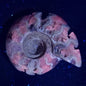 FLUORESCENT AMMONITE, East Timor XAT010