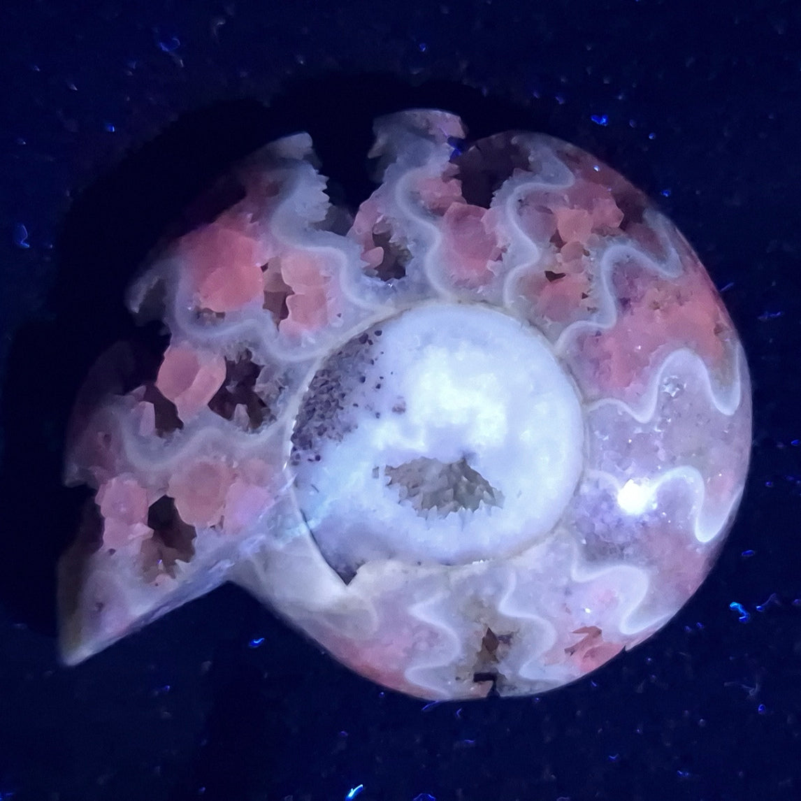 FLUORESCENT AMMONITE, East Timor XAT010
