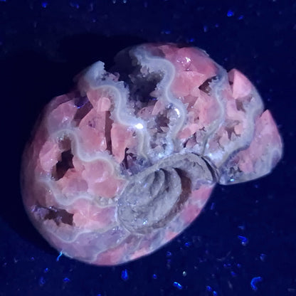 FLUORESCENT AMMONITE, East Timor XAT010