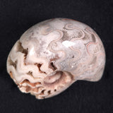 FLUORESCENT AMMONITE, East Timor XAT011