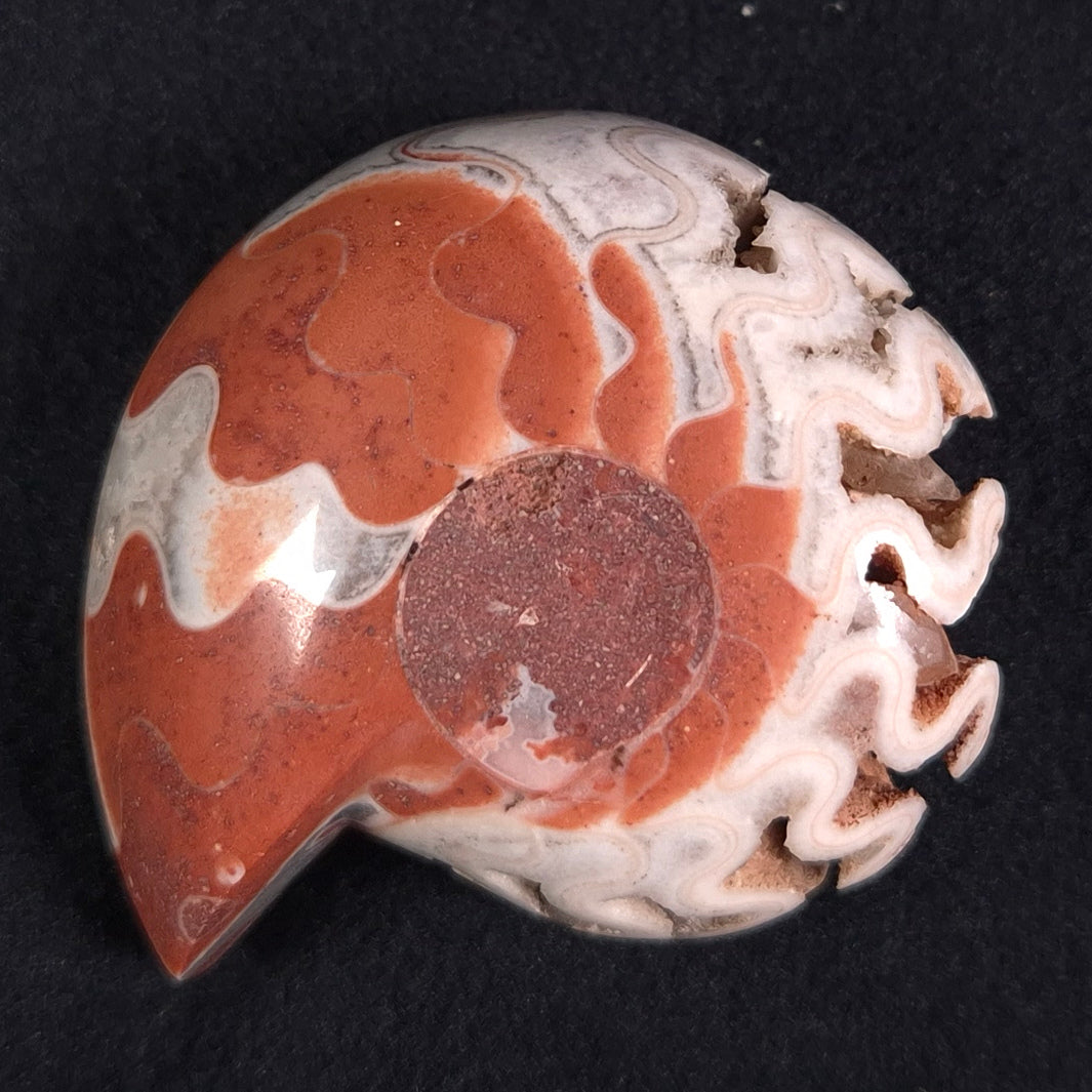 FLUORESCENT AMMONITE, East Timor XAT011