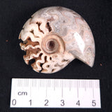 FLUORESCENT AMMONITE, East Timor XAT011