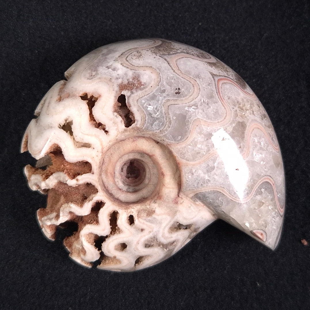 FLUORESCENT AMMONITE, East Timor XAT011