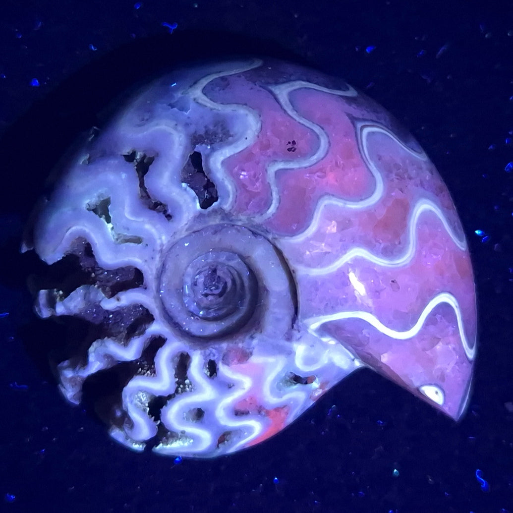 FLUORESCENT AMMONITE, East Timor XAT011
