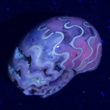 FLUORESCENT AMMONITE, East Timor XAT011