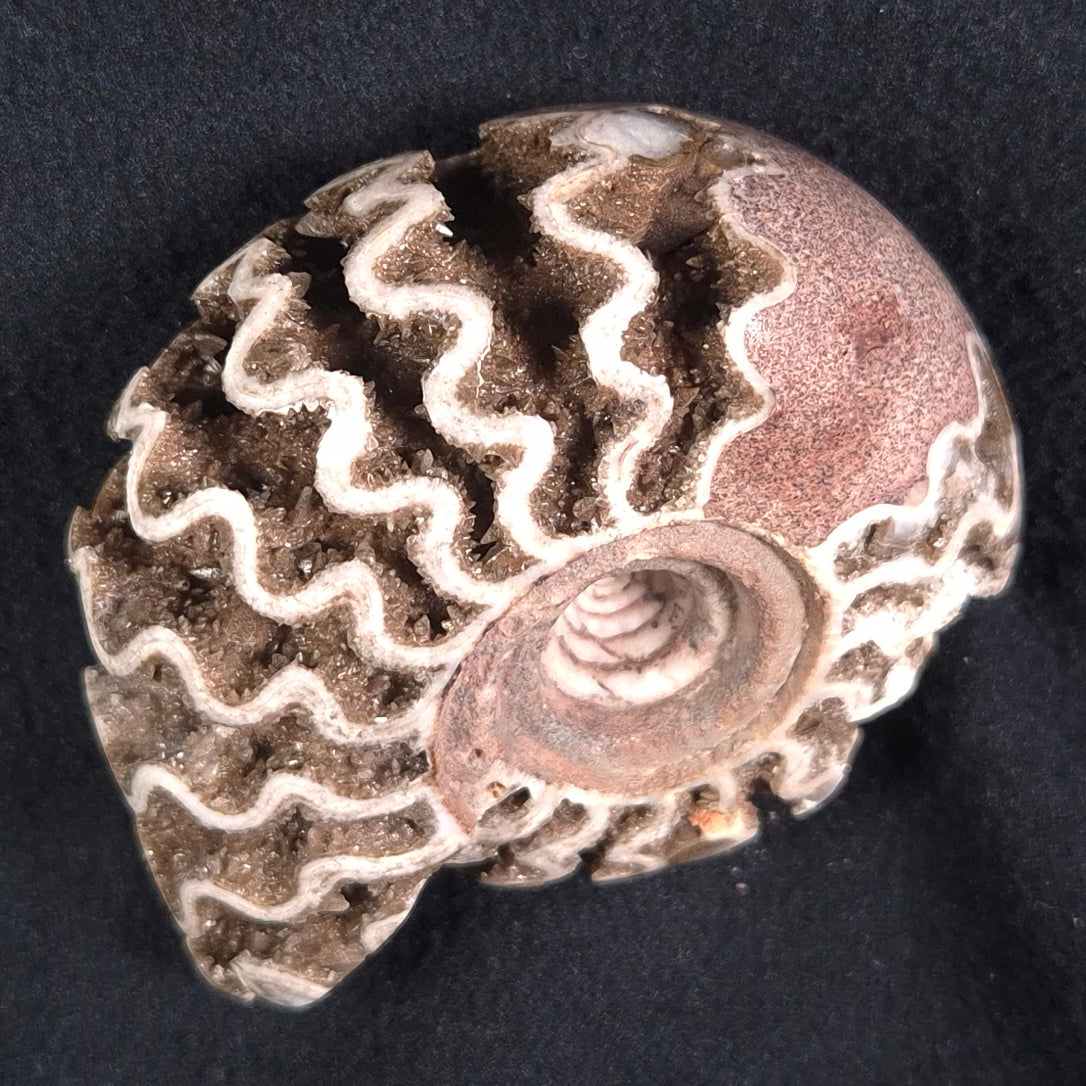 FLUORESCENT AMMONITE, East Timor XAT012