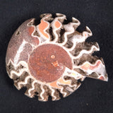 FLUORESCENT AMMONITE, East Timor XAT012