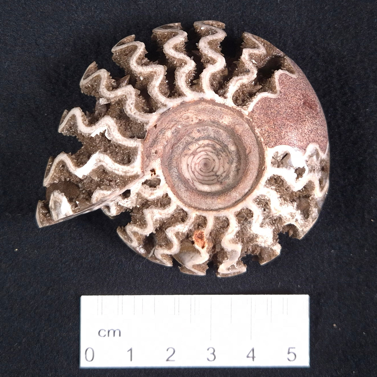 FLUORESCENT AMMONITE, East Timor XAT012