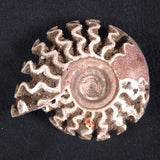 FLUORESCENT AMMONITE, East Timor XAT012