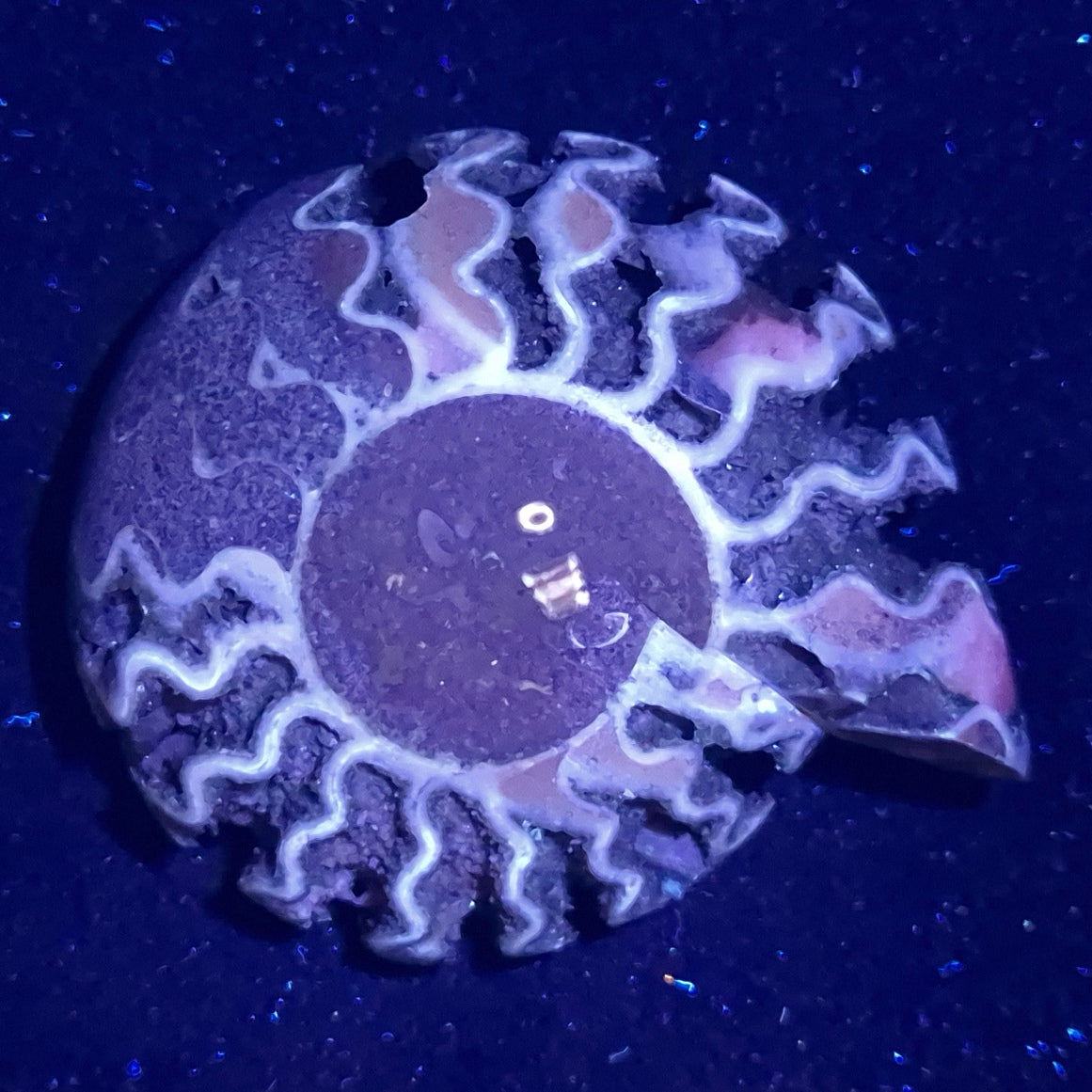 FLUORESCENT AMMONITE, East Timor XAT012