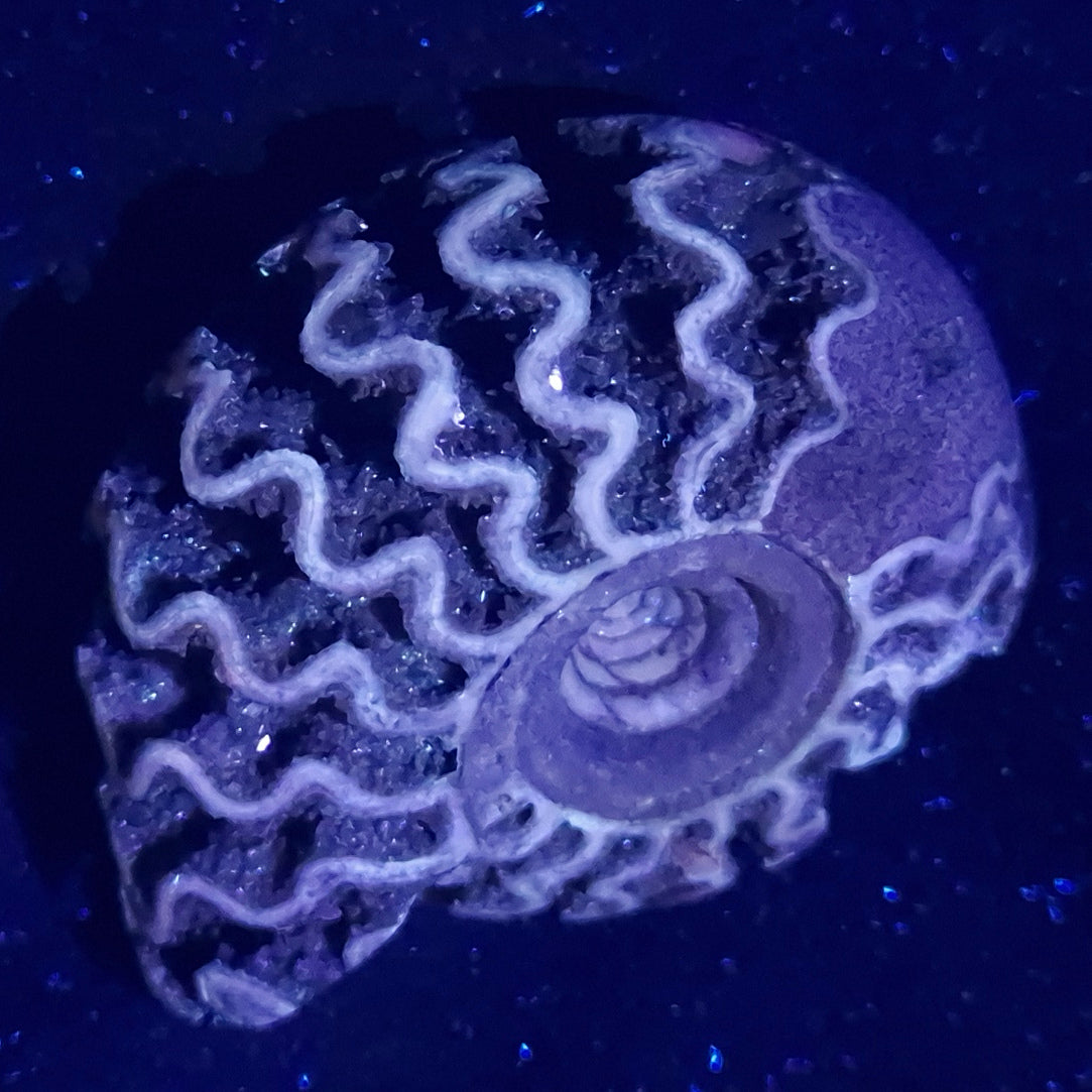 FLUORESCENT AMMONITE, East Timor XAT012