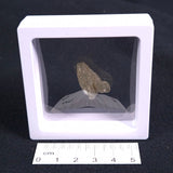 DARWIN GLASS IMPACTITE, Impact Melt, Australia YDG002