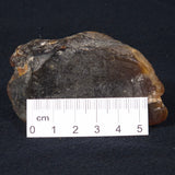 ROUGH AMBER, Australia YCA002