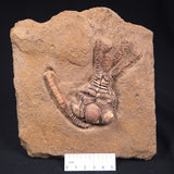 JIMBACRINUS BOSTOCKI CRINOID FOSSIL, Permian, Australia XJB026