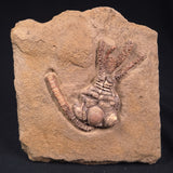 JIMBACRINUS BOSTOCKI CRINOID FOSSIL, Permian, Australia XJB026