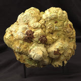NICKEL MAGNESITE (LEMON CHRYSOPRASE), Australia YLC003
