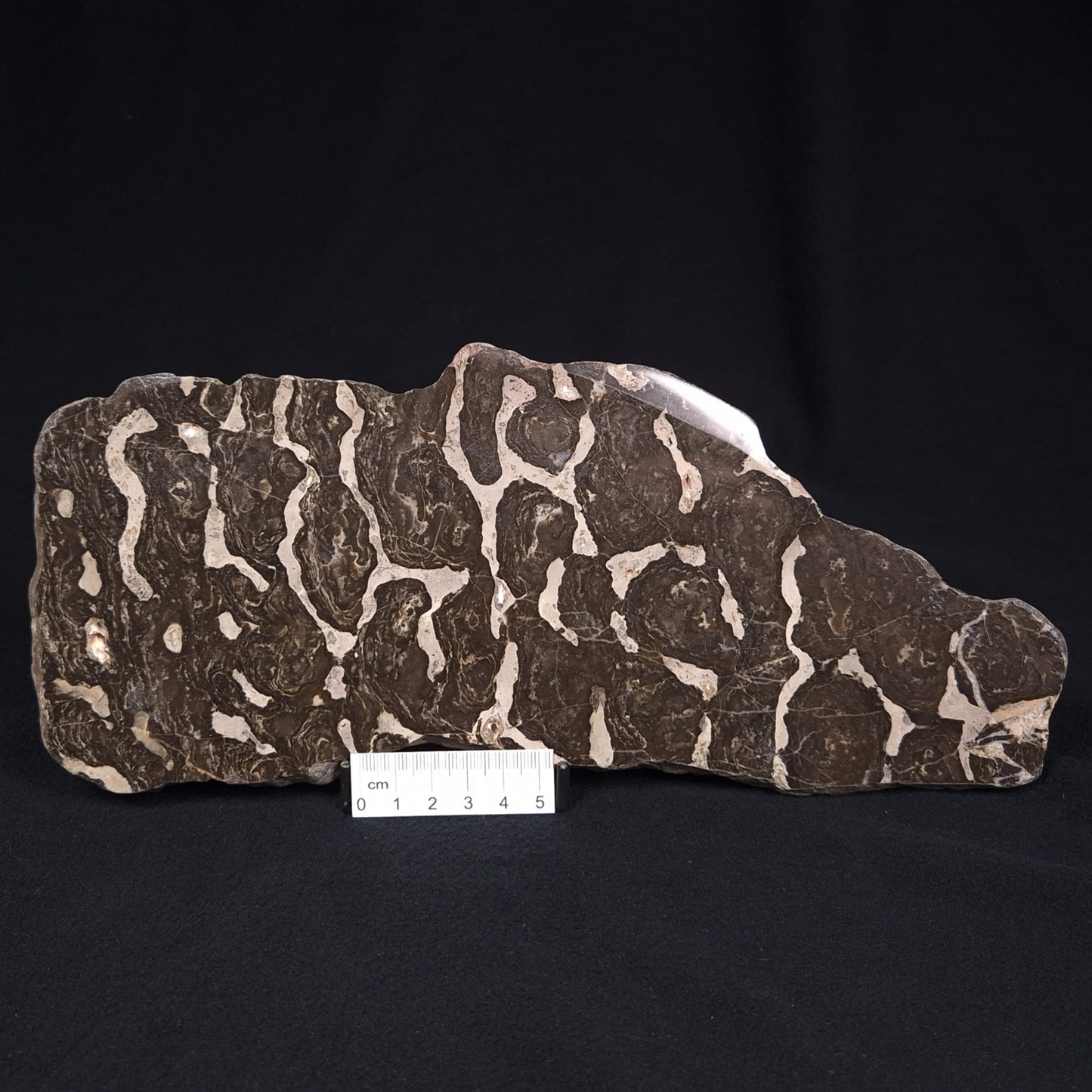 LINELLA AVIS STROMATOLITE, Proterozoic, Australia ZLA001