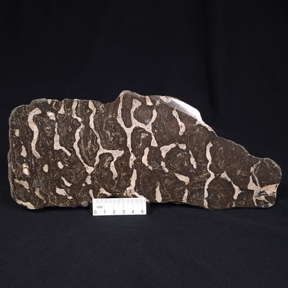 LINELLA AVIS STROMATOLITE, Proterozoic, Australia ZLA001